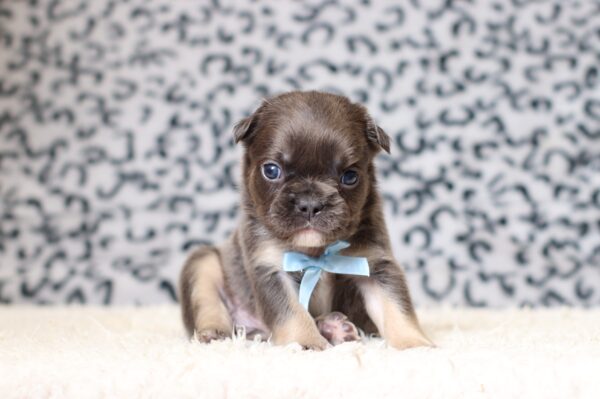 7790aaa-Arlo-Fluffy-Frenchie-Puppy-The-Puppy-Lodge-scaled.jpg