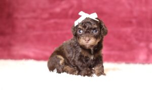 7792aaa-Diana-Mini-Poodle-Puppy-The-Puppy-Lodge-scaled.jpg