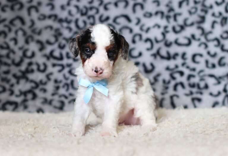 7793a-Conner-Mini-Poodle-Puppy-The-Puppy-Lodge-scaled.jpg