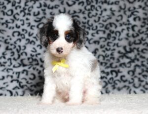 7793bbConner-Mini-Poodle-Puppy-The-Puppy-Lodge-1-scaled.jpg