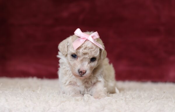 7795a-Dixie-Mini-Poodle-Puppy-The-Puppy-Lodge-scaled.jpg