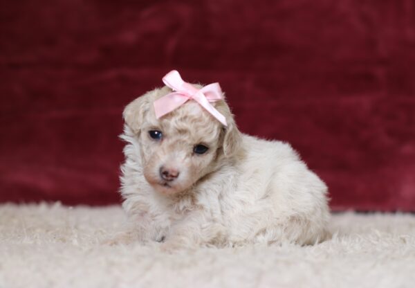7795aa-Dixie-Mini-Poodle-Puppy-The-Puppy-Lodge-scaled.jpg