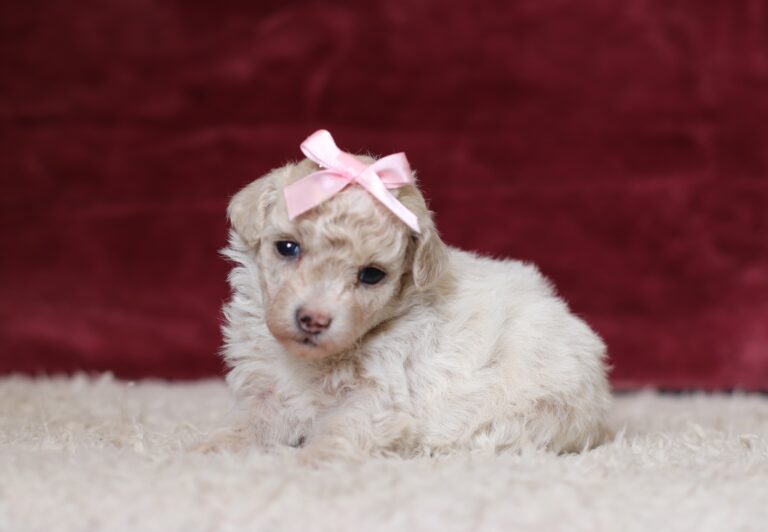 7795aa-Dixie-Mini-Poodle-Puppy-The-Puppy-Lodge-scaled.jpg