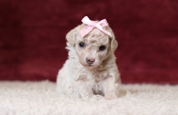 7795aaa Dixie -Mini Poodle Puppy -The Puppy Lodge.JPG
