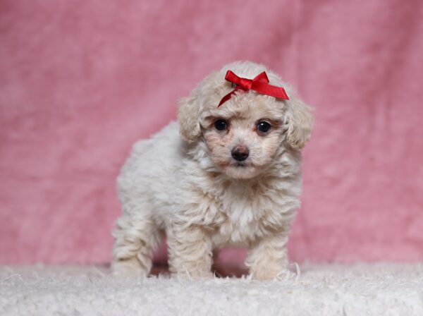 7795bDixie-Mini-Poodle-Puppy-The-Puppy-Lodge-scaled.jpg