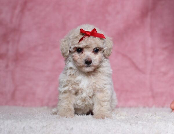 7795bbDixie-Mini-Poodle-Puppy-The-Puppy-Lodge-scaled.jp