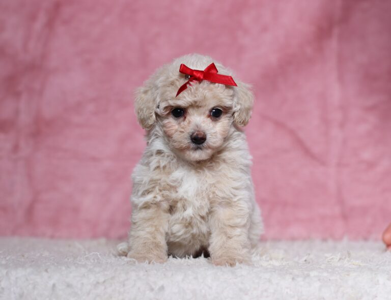 7795bbDixie-Mini-Poodle-Puppy-The-Puppy-Lodge-scaled.jp