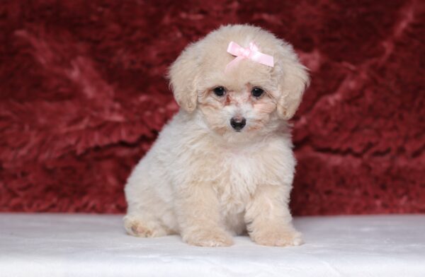 7795cc-Dixie-Mini-Poodle-Puppy-The-Puppy-Lodge-scaled.jpg