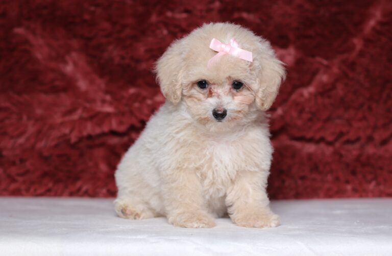 7795cc-Dixie-Mini-Poodle-Puppy-The-Puppy-Lodge-scaled.jpg