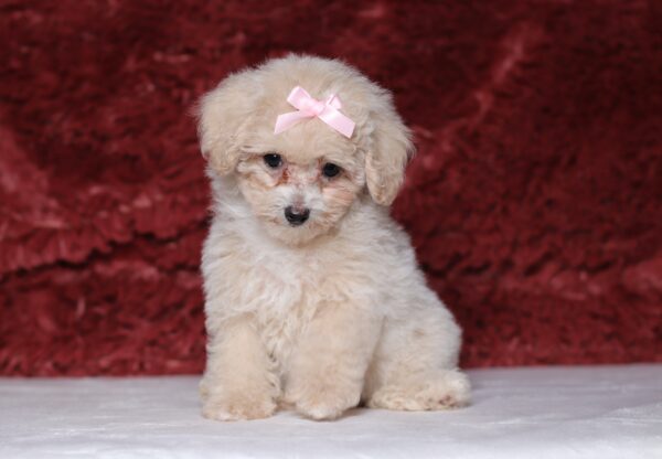 7795ccc-Dixie-Mini-Poodle-Puppy-The-Puppy-Lodge-scaled.jpg