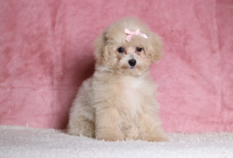 7795ddd-Dixie-Mini-Poodle-Puppy-The-Puppy-Lodge-scaled.jpg