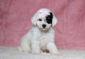 7796b-Dawn-Mini-Poodle-Puppy-The-Puppy-Lodge-scaled.jpg