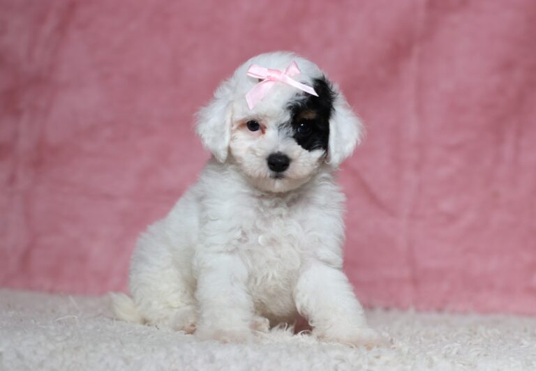 7796b-Dawn-Mini-Poodle-Puppy-The-Puppy-Lodge-scaled.jpg