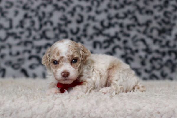 7798a-Dasher-Mini-Poodle-Puppy-The-Puppy-Lodge-scaled.jpg