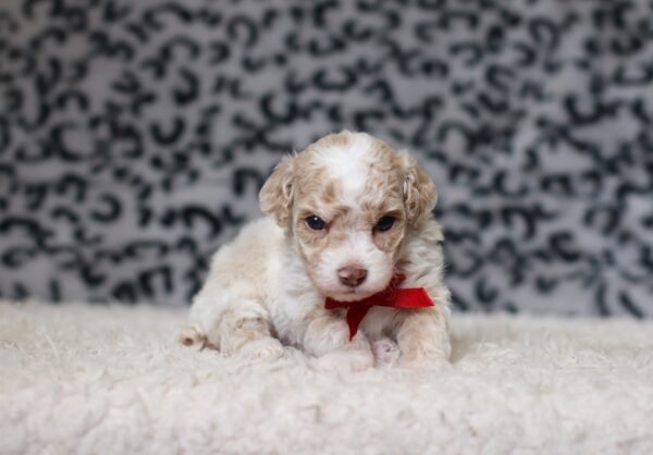 7798aa-Dasher-Mini-Poodle-Puppy-The-Puppy-Lodge-scaled.jpg