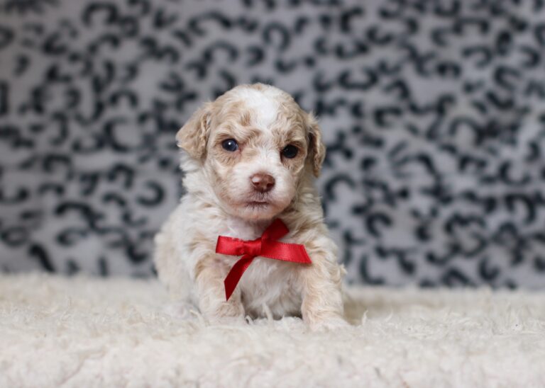 7798aaa Dasher -Mini Poodle Puppy -The Puppy Lodge.JPG
