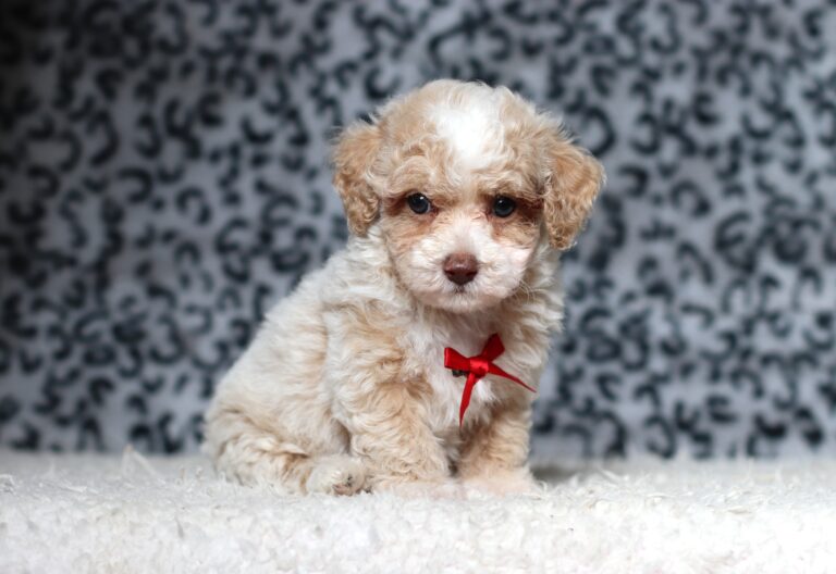 7798bbbDasher-Mini-Poodle-Puppy-The-Puppy-Lodge-scaled.jpg