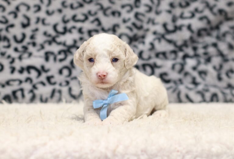 7799aaa-Diego-Mini-Poodle-Puppy-The-Puppy-Lodge-scaled.jpg