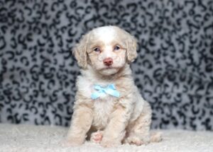 7799bbb-Diego-Mini-Poodle-Puppy-The-Puppy-Lodge-scaled.jpg