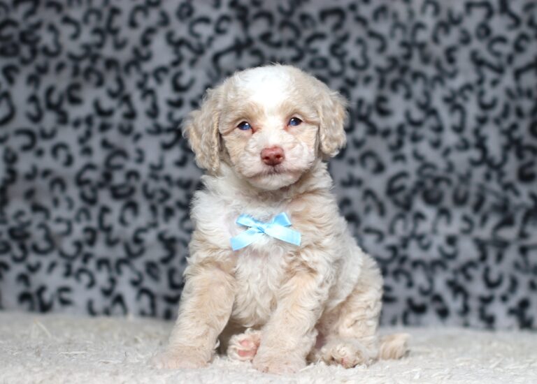 7799bbb-Diego-Mini-Poodle-Puppy-The-Puppy-Lodge-scaled.jpg