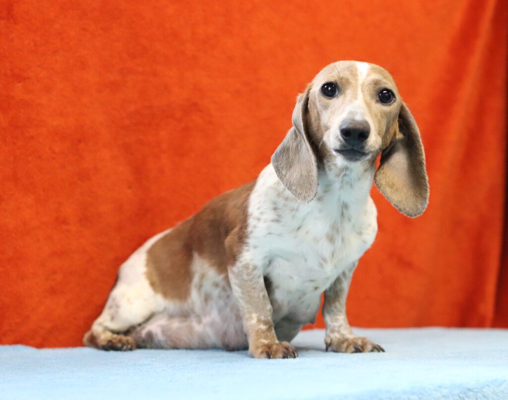Beauty dachshund female