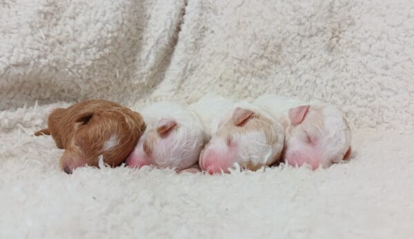 Blue-Eyed-Bethany-litter-mini-poodle-scaled.jpg