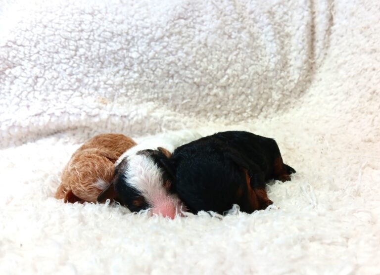 Blue-Eyed-Girl-Litter-mini-poodle-1-scaled.jpg