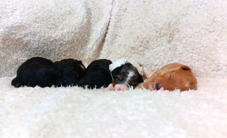 Blue Girl litter mini poodle.jpg