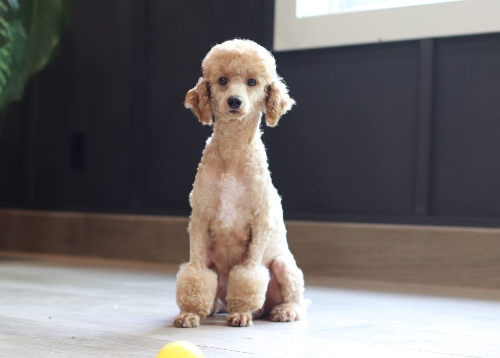 Cream-colored toy poodle sitting upright on a light floor indoors with a yellow ball in front.