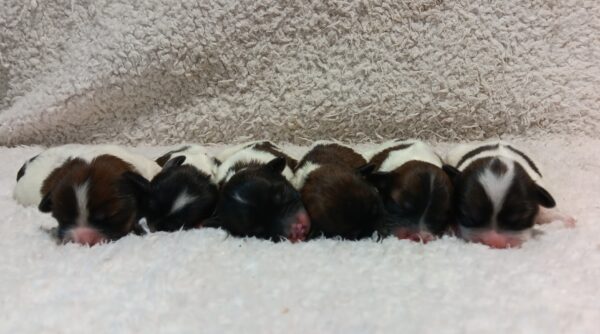 Brittany's Litter