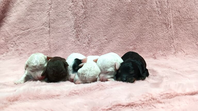 Diamonds-Cocoa-litter-1-scaled.jpg