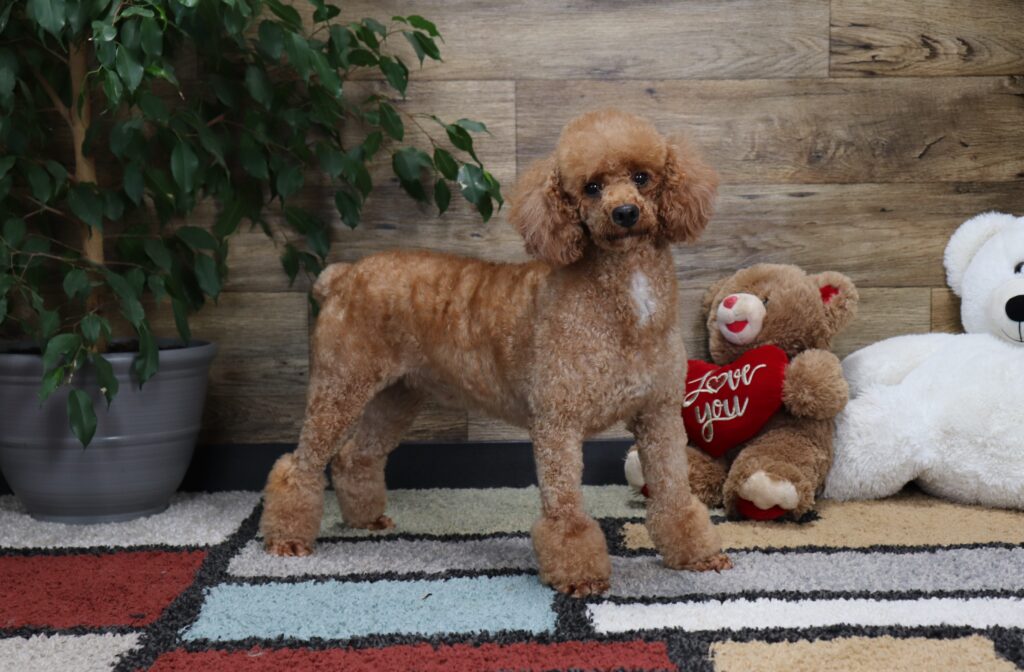 Luxedo-scaled.jpg mini poodle