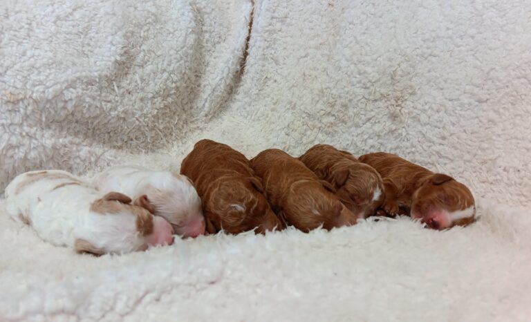 Luxedo-Litter-mini-poodle-scaled.jpg