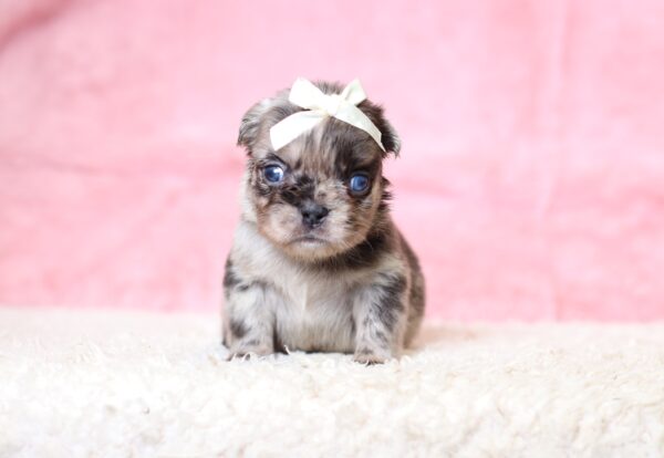 3443aMarilla- Fluffy Frenchie Puppy -The Puppy Lodge.JPG