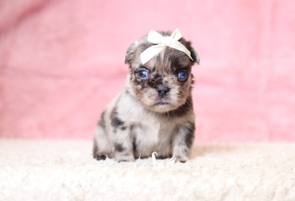 3443aaMarilla-Fluffy-Frenchie-Puppy-The-Puppy-Lodge-scaled.jpg