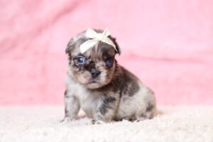 3443aaaMarilla-Fluffy-Frenchie-Puppy-The-Puppy-Lodge-scaled.jpg