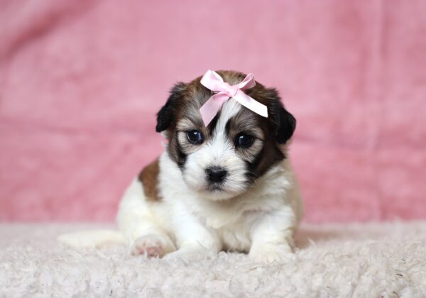 3444aBambi-Teddy-Bear-Puppy-The-Puppy-Lodge-scaled.jpg