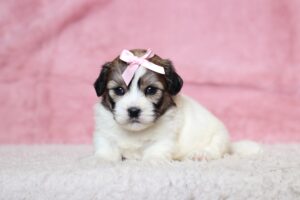 3444aaBambi-Teddy-Bear-Puppy-The-Puppy-Lodge-scaled.jpg