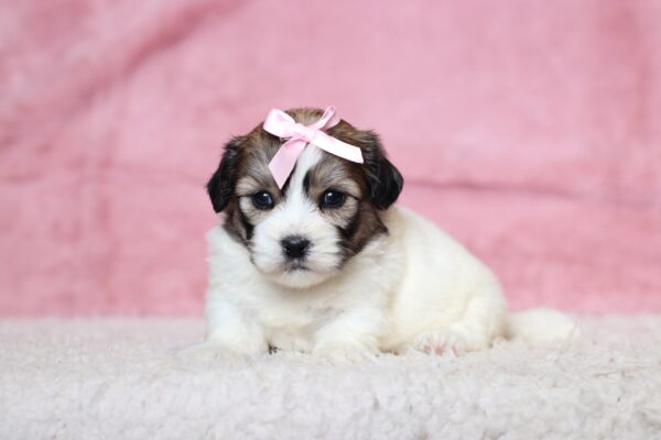 3444aaBambi-Teddy-Bear-Puppy-The-Puppy-Lodge-scaled.jpg