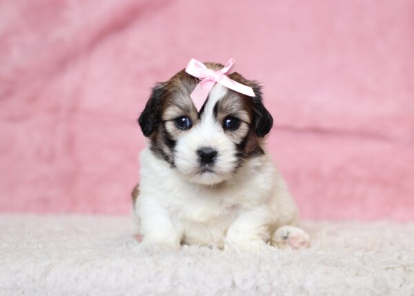 3444aaaBambi-Teddy Bear Puppy-The Puppy Lodge.JPG