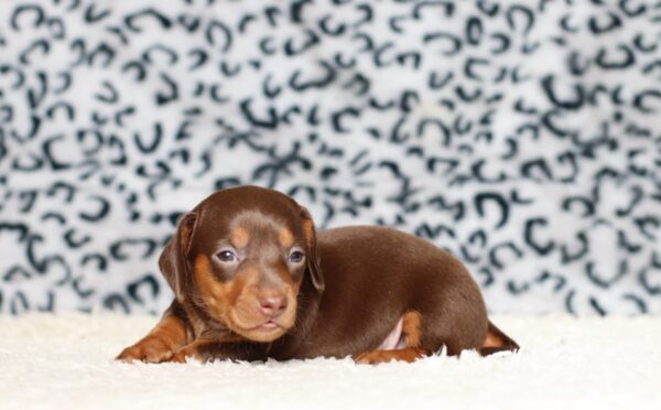 3445a-Pixel-dachshund-puppy-The-Puppy-Lodge-scaled.jpg