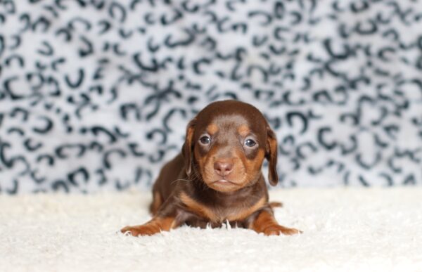 3445aa-Pixel-dachshund-puppy-The-Puppy-Lodge-scaled.jpg