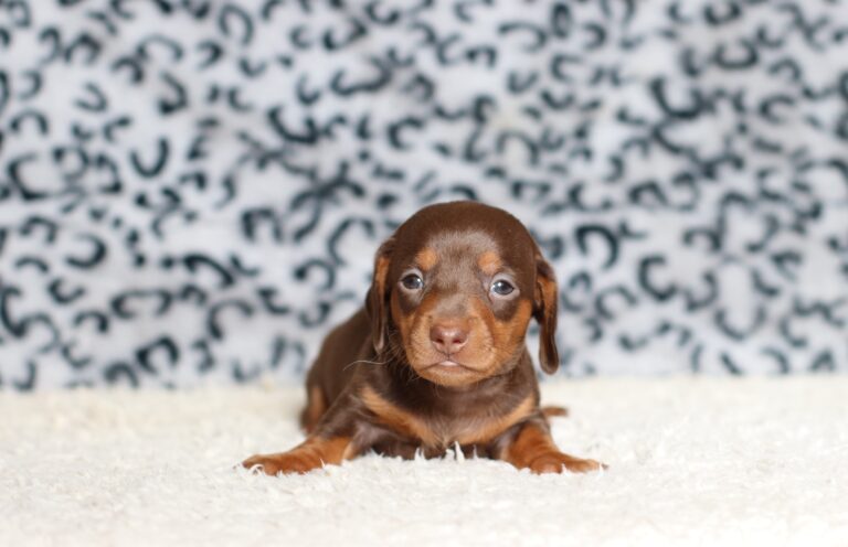 3445aa-Pixel-dachshund-puppy-The-Puppy-Lodge-scaled.jpg