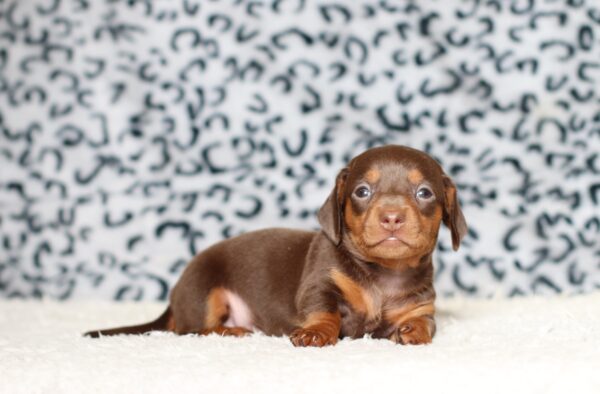 3445aaa Pixel dachshund puppy -The Puppy Lodge.JPG
