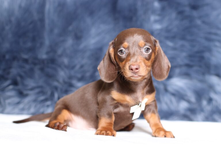 3445b-Pixel-dachshund-puppy-The-Puppy-Lodge-scaled.jpg