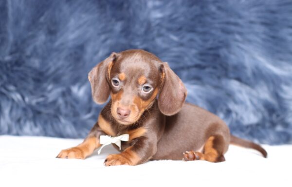 3445bb-Pixel-dachshund-puppy-The-Puppy-Lodge-scaled.jpg