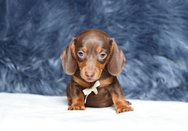 3445bbb-Pixel-dachshund-puppy-The-Puppy-Lodge-scaled.jpg