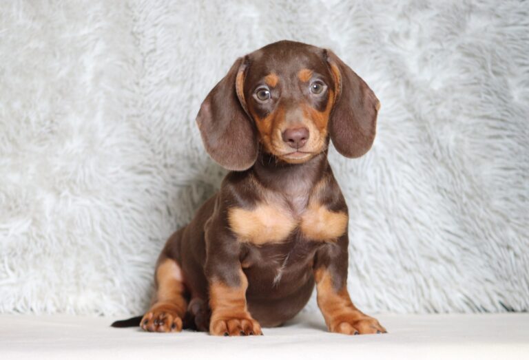 3445c-Pixel-dachshund-puppy-The-Puppy-Lodge-scaled.jpg