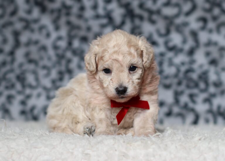 3446aaa-Roselyn-Mini-Poodle-Puppy-The-Puppy-Lodge-scaled.jpg