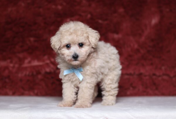 3446b-Roselyn-Mini-Poodle-Puppy-The-Puppy-Lodge-scaled.jpg